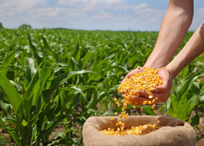 corn